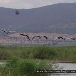 Ansares en vuelo