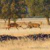 Berrea del ciervo en Los Montes de Toledo (Ciudad Real)