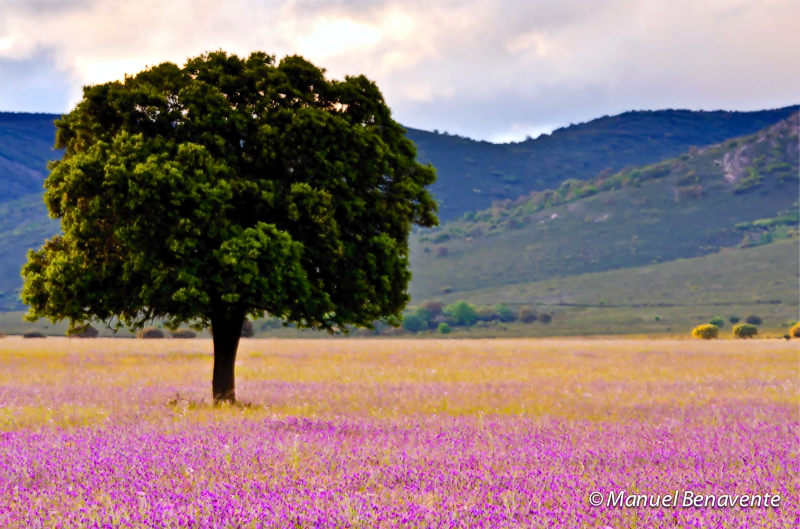 Primavera en Cabañeros