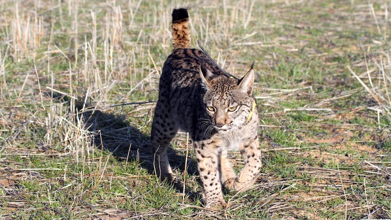 Lince en Cabañeros