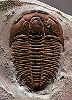 Trilobites